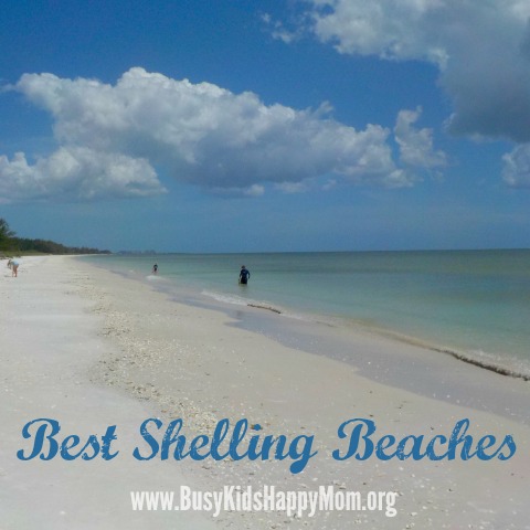 Best Shelling Beaches